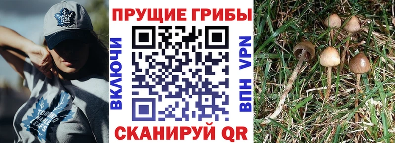 Галлюциногенные грибы Magic Shrooms  Купить где  Курганинск 